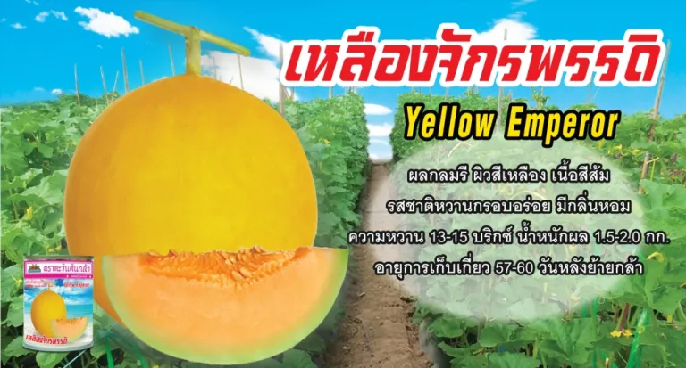 “Yellow Emperor”