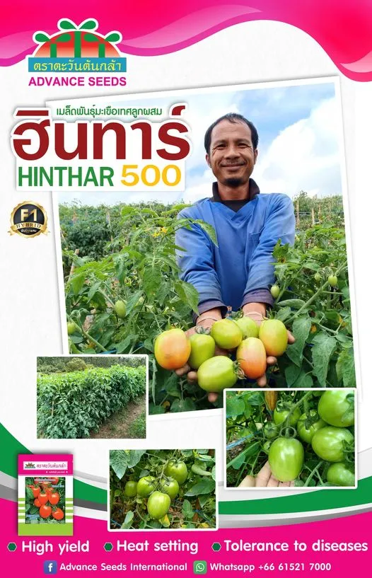 Hinthar 500 Tomato 