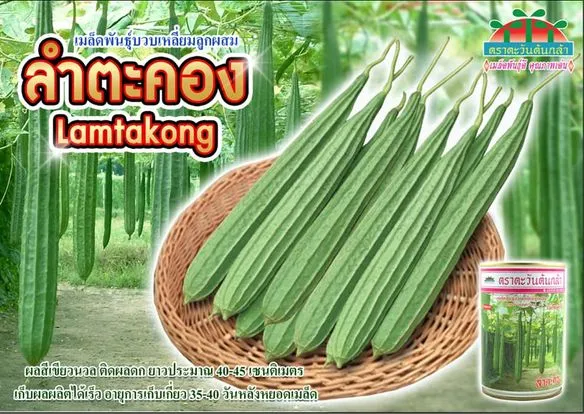 F1 Hybrid Luffa  “ Lamtakong