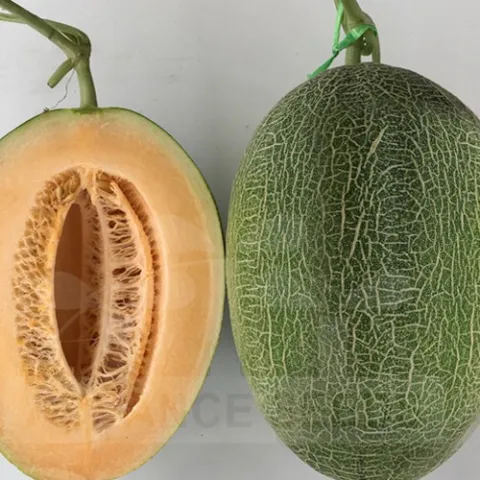 HIMALAI 99