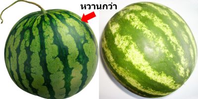 วิธีการเลือกซื้อแตงโม